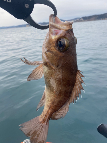 アカメバルの釣果