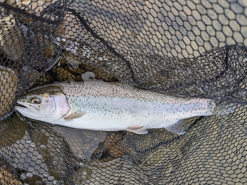 ニジマスの釣果