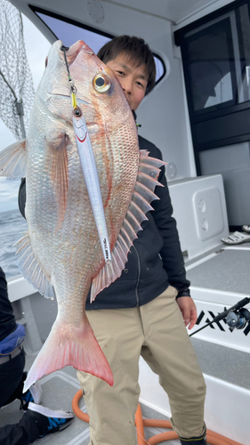 マダイの釣果