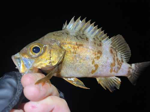 クロメバルの釣果