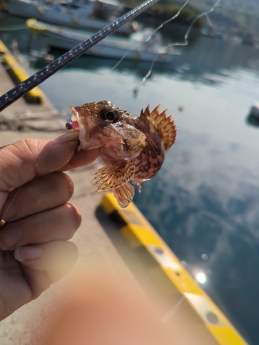 アラカブの釣果