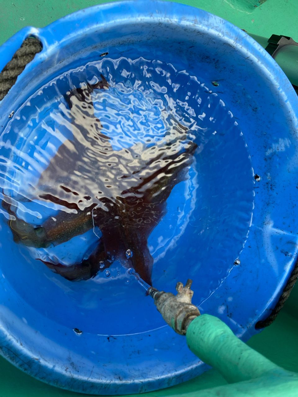 まぁくん@DAZNさんの釣果 2枚目の画像