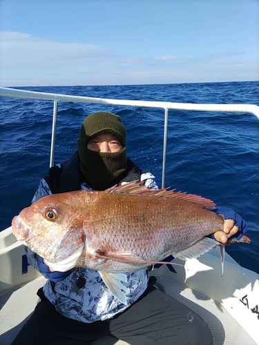 マダイの釣果