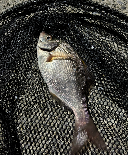 ウミタナゴの釣果