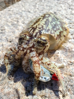 コウイカの釣果