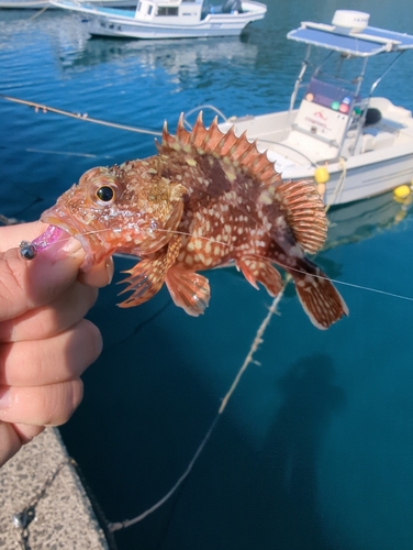 アラカブの釣果