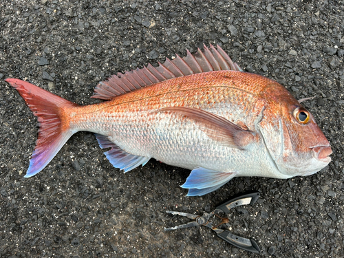 マダイの釣果