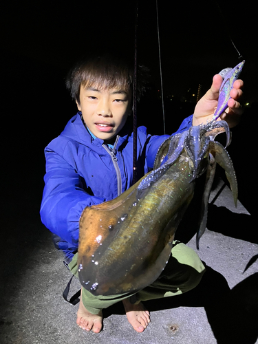 アオリイカの釣果