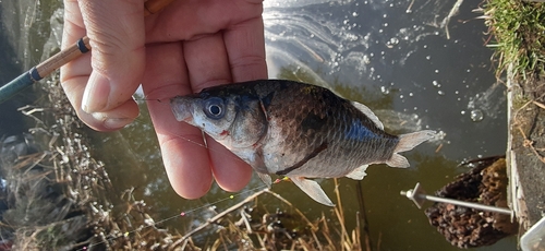 フナの釣果