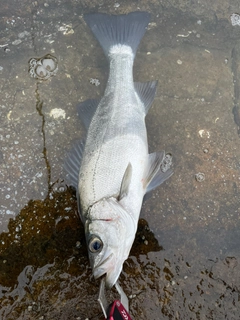 ヒラスズキの釣果