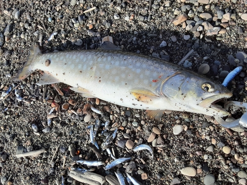 アメマスの釣果