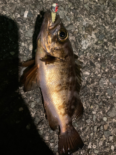 メバルの釣果