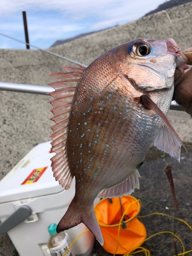 マダイの釣果