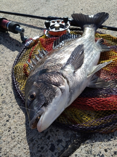 クロダイの釣果