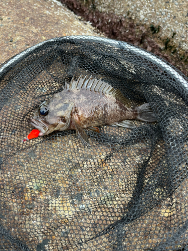 ムラソイの釣果