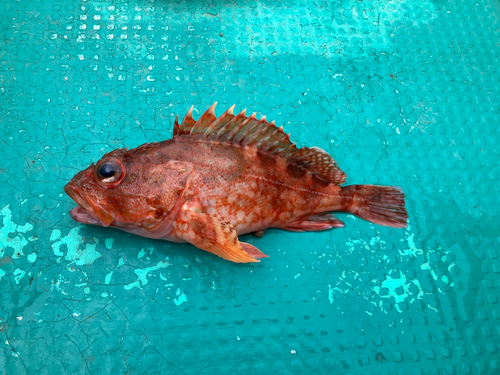 カサゴの釣果