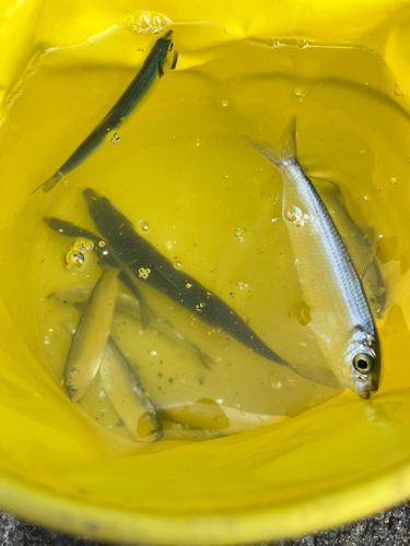 カタボシイワシの釣果