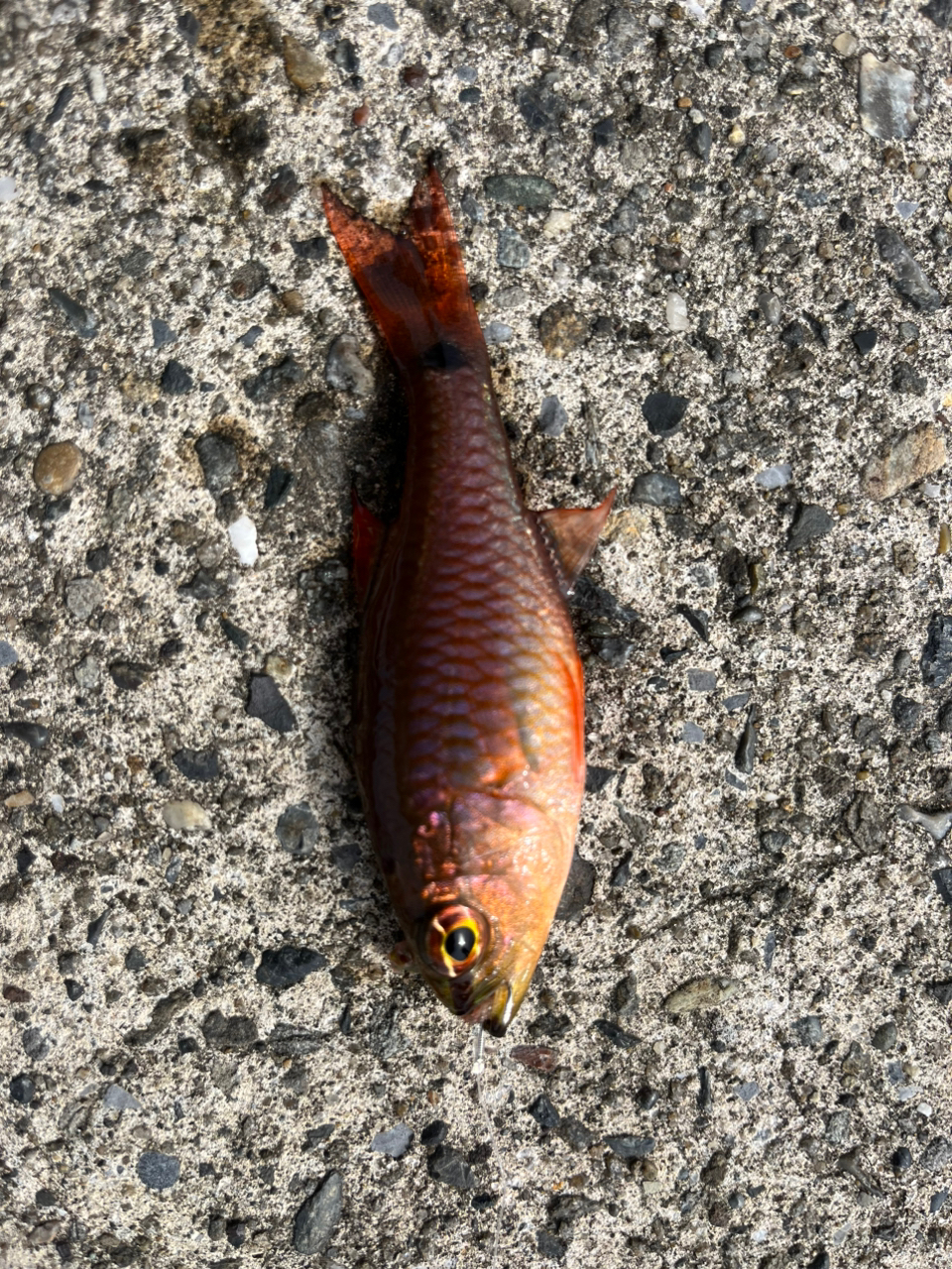 ネンブツダイ