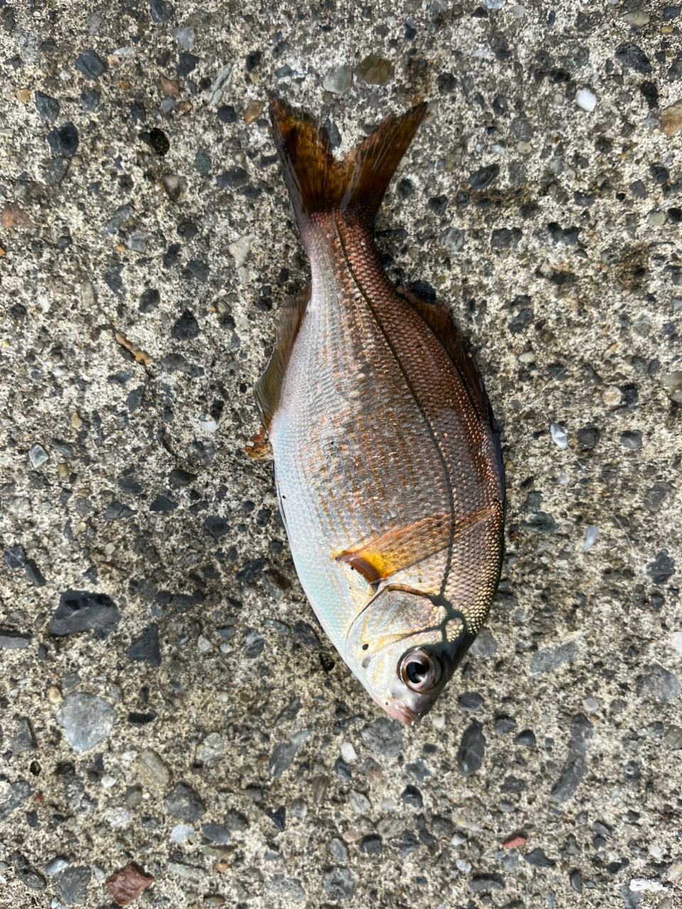 ネンブツダイ
