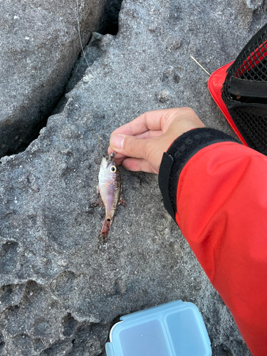 ネンブツダイの釣果