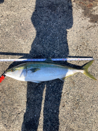 ハマチの釣果