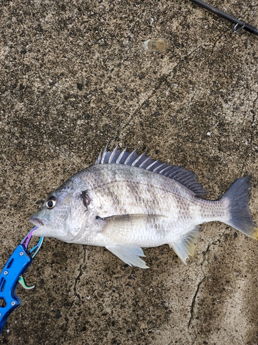 キビレの釣果