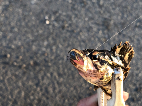 タケノコメバルの釣果