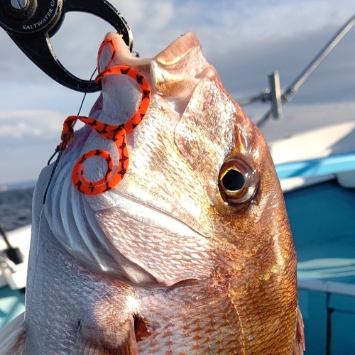 マダイの釣果