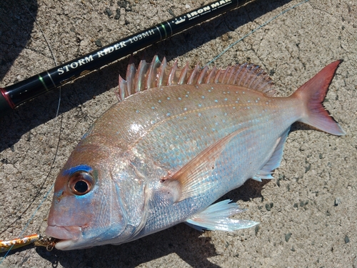 マダイの釣果