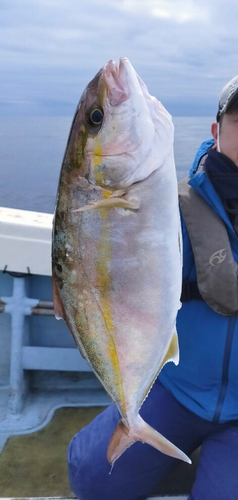 ショゴの釣果