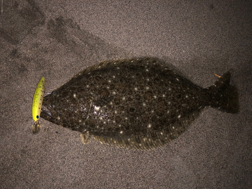 ヒラメの釣果