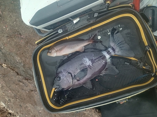 イシダイの釣果