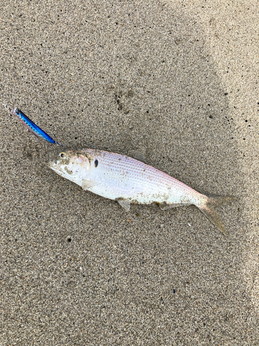 コノシロの釣果