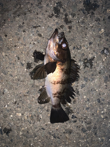 クロメバルの釣果