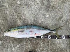 ヤズの釣果