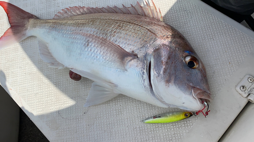 マダイの釣果