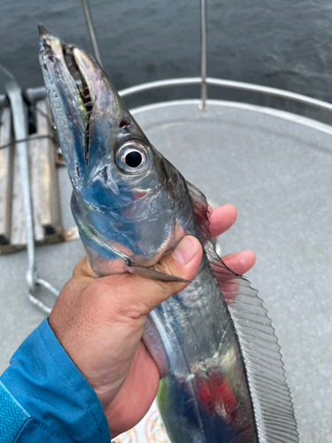 タチウオの釣果