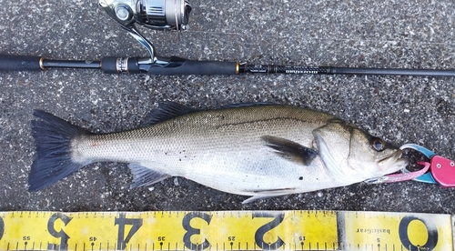 シーバスの釣果