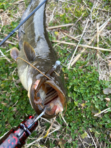 ナマズの釣果