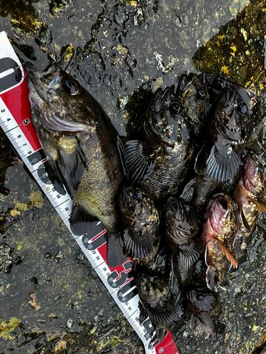 メバルの釣果