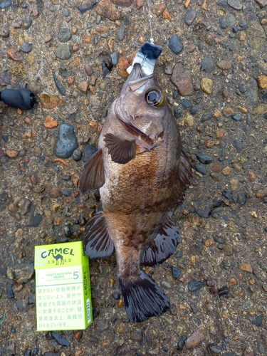 メバルの釣果