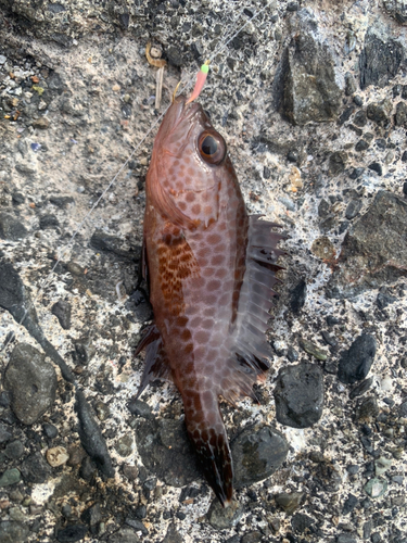 オオモンハタの釣果