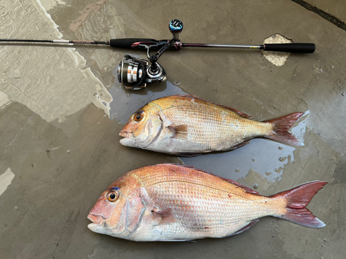 タイの釣果