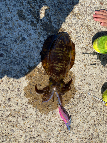 アオリイカの釣果