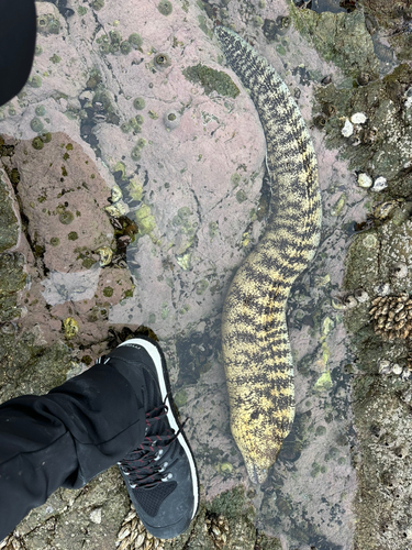 ウツボの釣果