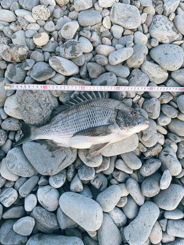 クロダイの釣果