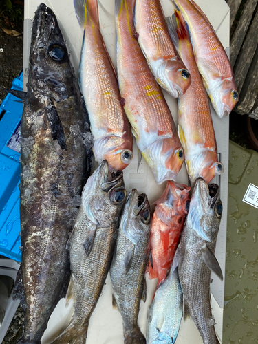 クロシビカマスの釣果