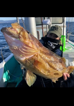 ホウキハタの釣果