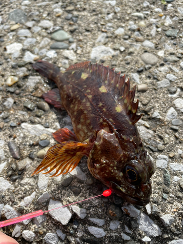 カサゴの釣果