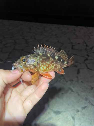 カサゴの釣果